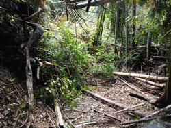 平成30年11月9日の通路整備作業の写真11