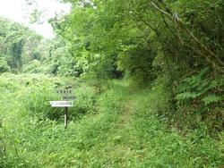 令和元年6月5日の通路整備作業の写真5