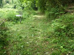 令和元年6月5日の通路整備作業の写真6