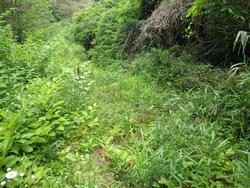 令和元年6月5日の通路整備作業の写真7