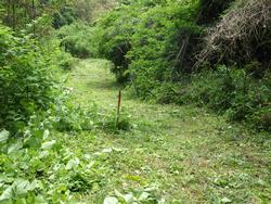 令和元年6月5日の通路整備作業の写真8