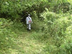 令和2年6月22日の通路整備作業の写真2