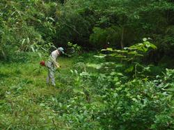 令和2年6月22日の通路整備作業の写真3