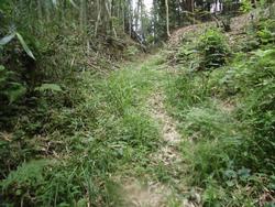 令和2年6月22日の通路整備作業の写真7