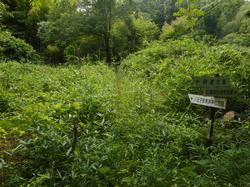 令和2年6月22日の通路整備作業の写真9