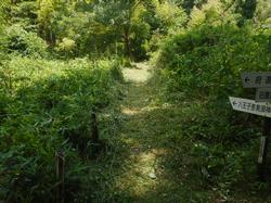 令和2年6月22日の通路整備作業の写真10