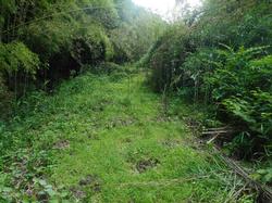 令和2年6月22日の通路整備作業の写真11