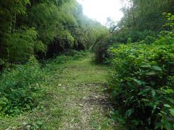 令和2年6月22日の通路整備作業の写真12