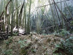 令和2年10月12日の通路整備作業の写真4