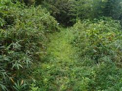 令和2年10月12日の通路整備作業の写真6