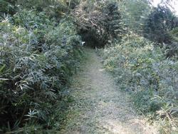 令和2年10月12日の通路整備作業の写真7