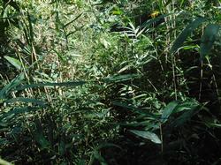 令和2年10月12日の通路整備作業の写真8