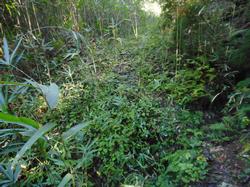 令和2年10月12日の通路整備作業の写真10