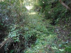 令和2年10月12日の通路整備作業の写真11