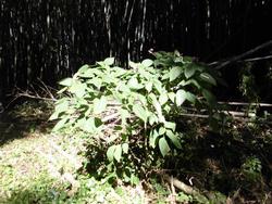 令和2年10月12日　クサギの写真