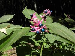 令和2年10月12日　実を付けたクサギの写真