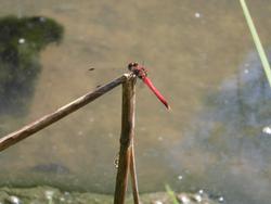 令和2年10月12日　赤トンボの写真