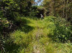 令和3年6月1日の通路整備作業の写真1