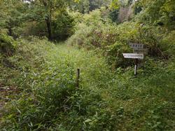 令和3年6月1日の通路整備作業の写真5