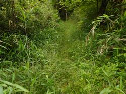 令和3年6月1日の通路整備作業の写真6