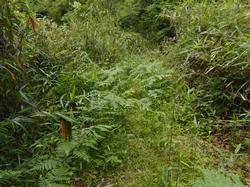 令和3年6月1日の通路整備作業の写真7