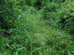 令和3年6月1日の通路整備作業の写真8