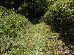 令和3年6月1日の通路整備作業の写真10