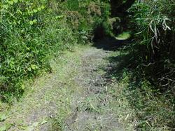 令和3年6月1日の通路整備作業の写真11