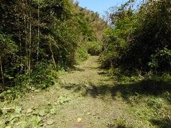 令和3年6月1日の通路整備作業の写真12