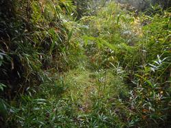 令和3年10月26日の通路整備作業の写真3