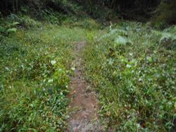 令和3年10月26日の通路整備作業の写真8