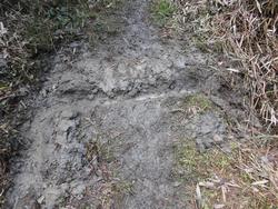 令和3年10月26日の通路整備作業の写真11