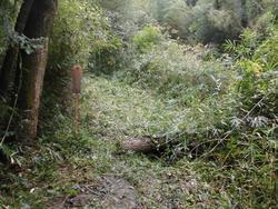 令和3年10月26日の通路整備作業の写真13