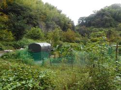 令和4年10月12日の通路整備作業の写真2