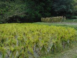 令和4年10月12日の通路整備作業の写真5