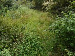 令和4年10月12日の通路整備作業の写真7