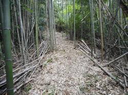 令和4年10月12日の通路整備作業の写真15