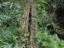 令和4年10月12日の通路整備作業の写真16