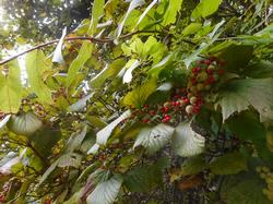 令和4年10月12日の里山の草と赤い実の写真
