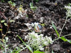 令和4年10月12日の白い花と蝶の写真