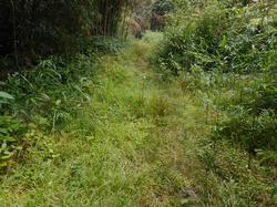 令和5年6月9日の通路整備作業の写真1