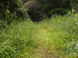 令和5年6月9日の通路整備作業の写真2