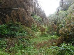 令和5年6月9日の通路整備作業の写真3