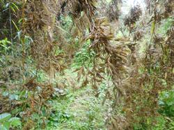 令和5年6月9日の通路整備作業の写真4