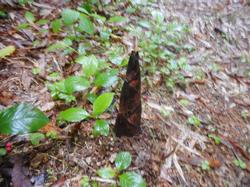 令和5年6月9日の通路整備作業の写真5