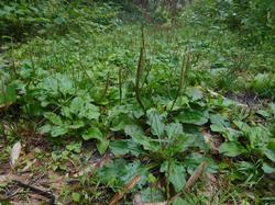 令和5年6月9日の通路整備作業の写真6