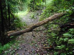 令和5年6月9日の通路整備作業の写真7