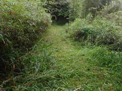 令和5年6月9日の通路整備作業の写真12