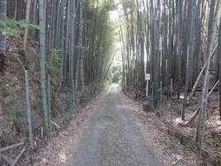 令和5年10月20日の通路整備作業の写真2