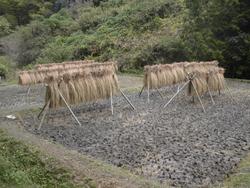 令和5年10月20日の通路整備作業の写真4